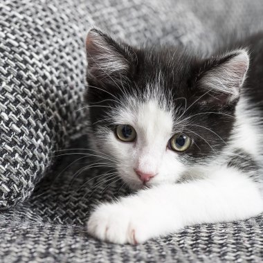 Bebek kedi oyun evi pençe kedi evcil kedi kedi gıda Miyav kitty bıyık sadık arıyorum