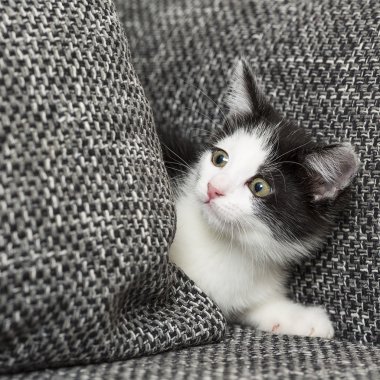 Bebek kedi oyun evi pençe kedi evcil kedi kedi gıda Miyav kitty bıyık sadık arıyorum