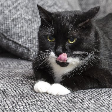 yurt içi kara kedi evcil kedi kedi gıda Miyav kitty bıyık sadık arıyorum