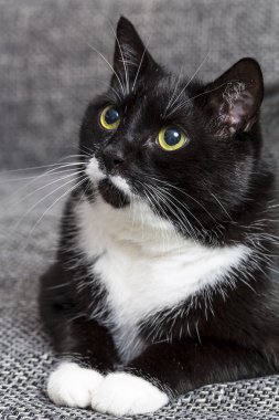 yurt içi kara kedi evcil kedi kedi gıda Miyav kitty bıyık sadık arıyorum