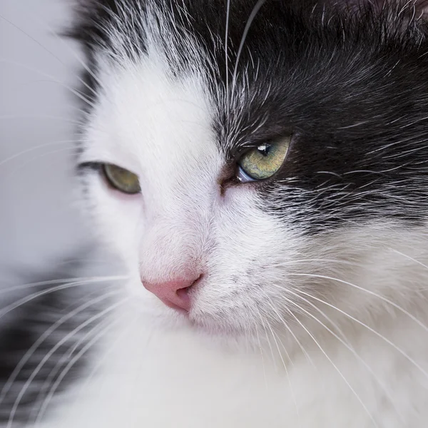 宝贝猫玩房子爪子猫宠物猫食物喵小猫看晶须忠实 — 图库照片