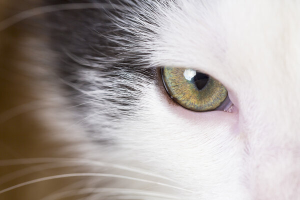 Baby cat eye cat eye black gray house cat pet kitty kitty meow looking whisker