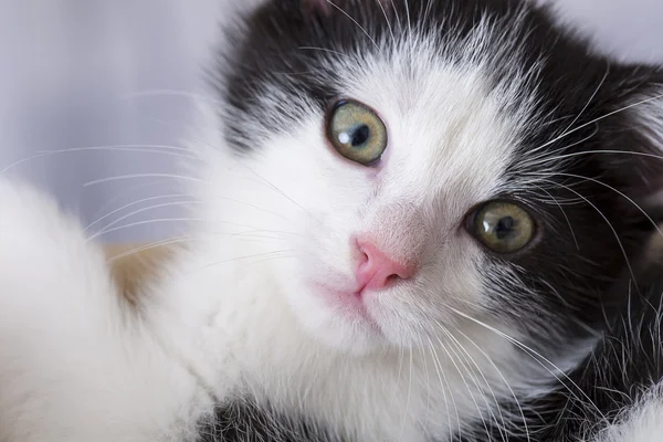 Baby Katze spielen Haus Pfote Katze Haustier Kätzchen Katzenfutter Miau Kätzchen suchen Schnurrhaar treu — Stockfoto