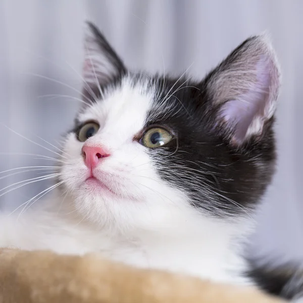 Bebé gato jugar casa pata gato gato gato gato comida maullido gatito buscando bigote fiel — Foto de Stock