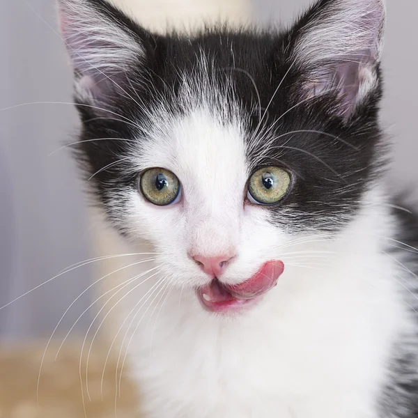 赤ちゃん猫プレイ家なめる足猫ペット猫食品ニャー キティキティ ウィスカ忠実なを探しています。 — ストック写真
