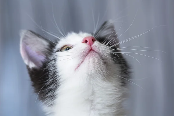 Bebé gato jugar casa pata gato gato gato gato comida maullido gatito buscando bigote fiel — Foto de Stock