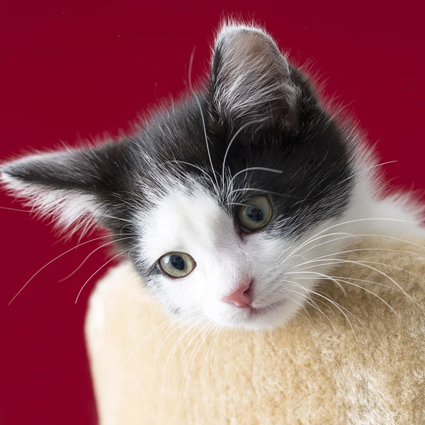 Dziecko kota grać dom łapa kot kotek domowych kot żywność meow kotek wyglądający włos wiernych — Zdjęcie stockowe
