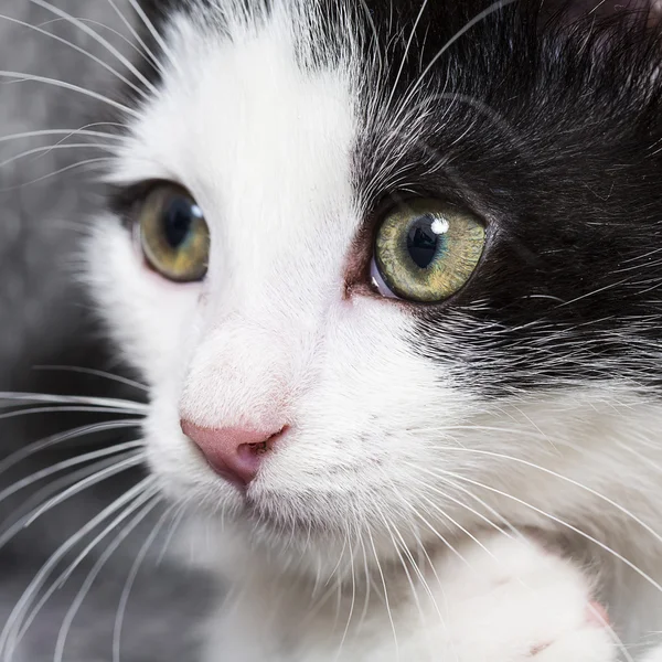 宝贝猫玩房子爪子猫宠物猫食物喵小猫看晶须忠实 — 图库照片