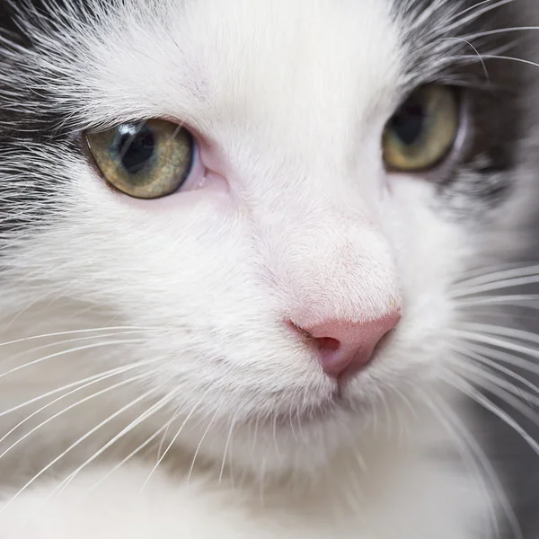 Котенок играет кошка кошка котенок котенок котенок корм мяу котенок глядя усы верующих — стоковое фото