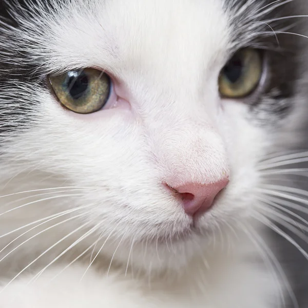 宝贝猫玩房子爪子猫宠物猫食物喵小猫看晶须忠实 — 图库照片