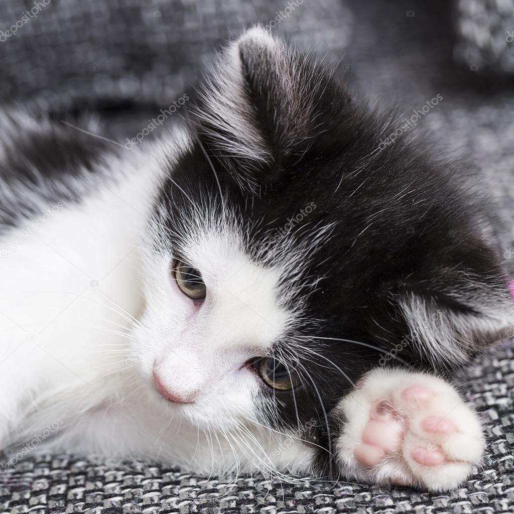 Gatitos Bebés Jugar A Los Gatos FUNNY KITTY CARE ¡Juega Gratis