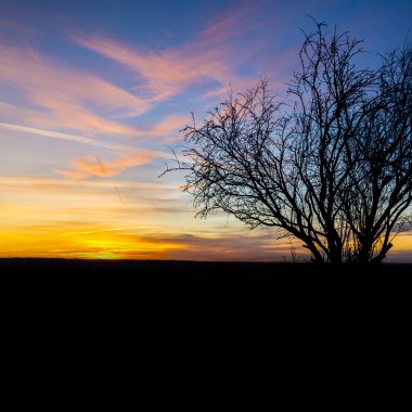 Sunrise siluet yaşlı ağaç doğa günbatımı turuncu mavi saat sıcak güneş ışığı kış