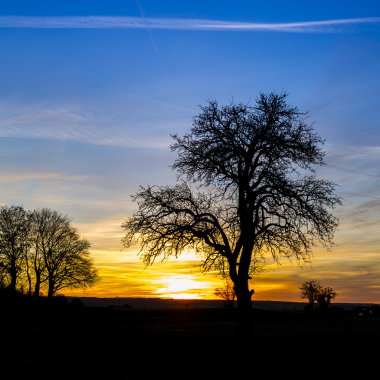 Sunrise siluet yaşlı ağaç doğa günbatımı turuncu mavi saat sıcak güneş ışığı kış