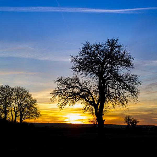 日の出シルエット古いツリー冬の夕焼け自然オレンジ色の青の時間暑い日差し — ストック写真