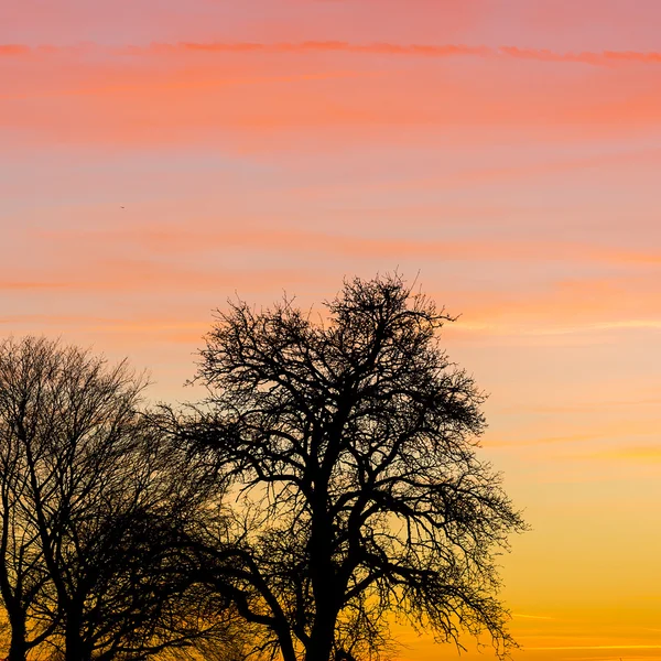 Wschód sylwetka starego drzewa zima zachód natura pomarańczowy niebieski godziny gorących promieni słonecznych — Zdjęcie stockowe
