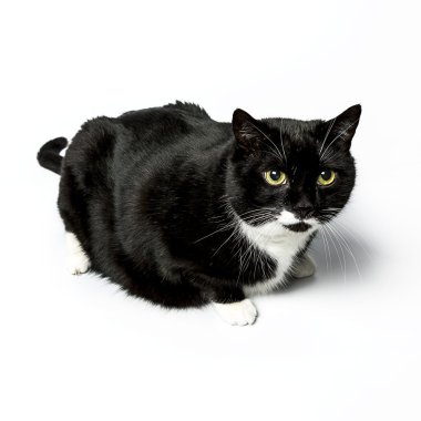 izole kedi siyah yerli kedi pet kitty kitty Miyav sadık bıyık aramaya muaf