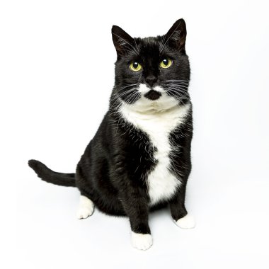 izole kedi siyah yerli kedi pet kitty kitty Miyav sadık bıyık aramaya muaf