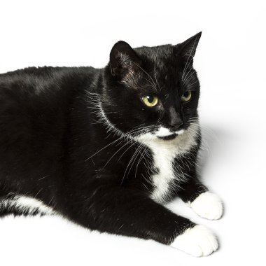 izole kedi siyah yerli kedi pet kitty kitty Miyav sadık bıyık aramaya muaf