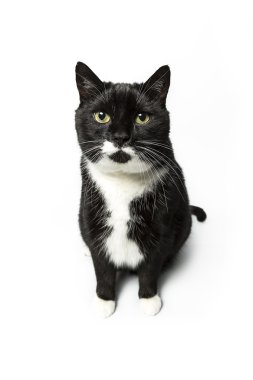 izole kedi siyah yerli kedi pet kitty kitty Miyav sadık bıyık aramaya muaf