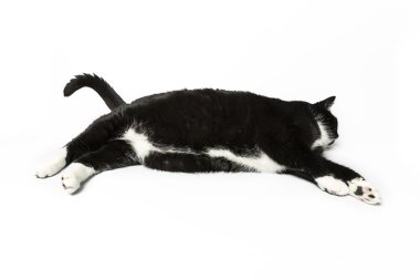 izole kedi siyah yerli kedi pet kitty kitty Miyav sadık bıyık aramaya muaf