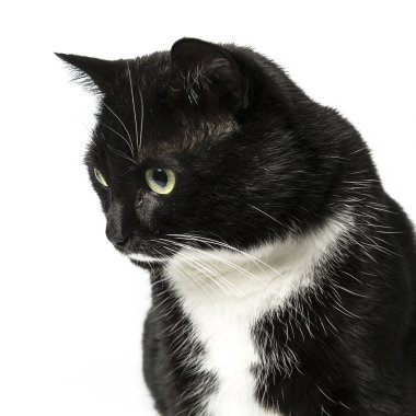 izole kedi siyah yerli kedi pet kitty kitty Miyav sadık bıyık aramaya muaf