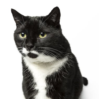 izole kedi siyah yerli kedi pet kitty kitty Miyav sadık bıyık aramaya muaf