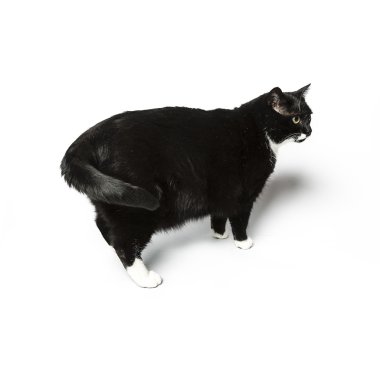 izole kedi siyah yerli kedi pet kitty kitty Miyav sadık bıyık aramaya muaf