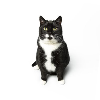 izole kedi siyah yerli kedi pet kitty kitty Miyav sadık bıyık aramaya muaf
