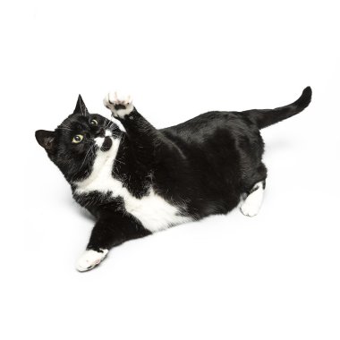 izole kedi siyah yerli kedi pet kitty kitty Miyav sadık bıyık aramaya muaf
