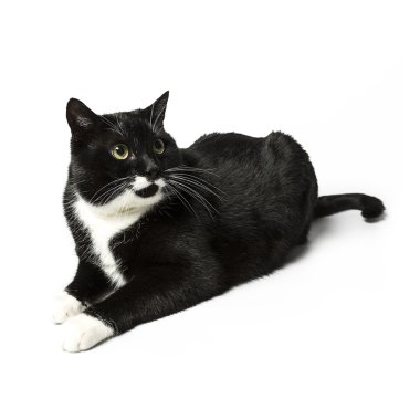 izole kedi siyah yerli kedi pet kitty kitty Miyav sadık bıyık aramaya muaf