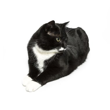 izole kedi siyah yerli kedi pet kitty kitty Miyav sadık bıyık aramaya muaf
