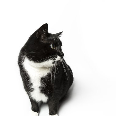 izole kedi siyah yerli kedi pet kitty kitty Miyav sadık bıyık aramaya muaf