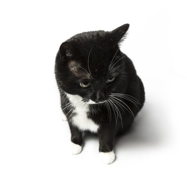 izole kedi siyah yerli kedi pet kitty kitty Miyav sadık bıyık aramaya muaf
