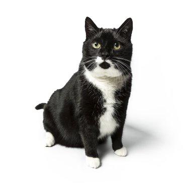 izole kedi siyah yerli kedi pet kitty kitty Miyav sadık bıyık aramaya muaf
