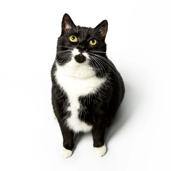 Gato aislado negro exento gato doméstico gato gato gatito meow buscando bigote fiel —  Fotos de Stock