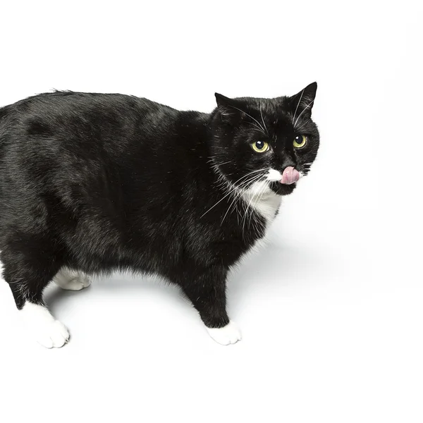 Pisică izolată negru scutită pisică domestică pisicuță pisicuță miau în căutarea mustață credincios — Fotografie, imagine de stoc