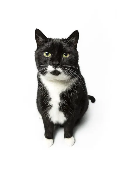 Gato aislado negro exento gato doméstico gato gato gatito meow buscando bigote fiel —  Fotos de Stock