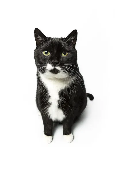 Gato aislado negro exento gato doméstico gato gato gatito meow buscando bigote fiel — Foto de Stock