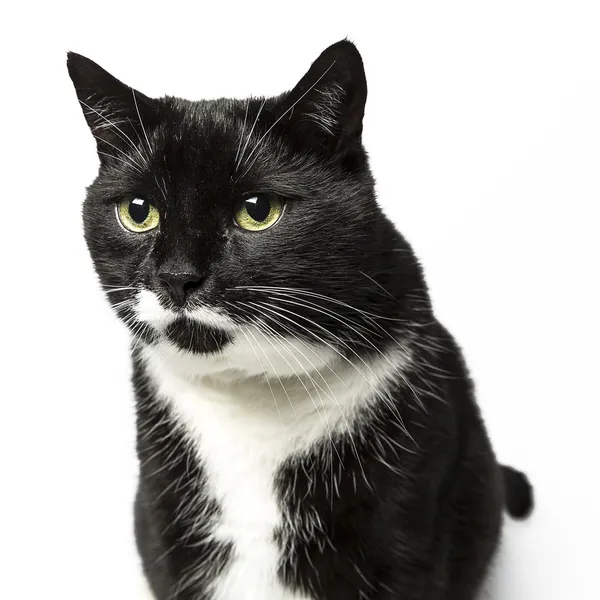 izole kedi siyah yerli kedi pet kitty kitty Miyav sadık bıyık aramaya muaf