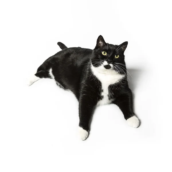 Gato aislado negro exento gato doméstico gato gato gatito meow buscando bigote fiel — Foto de Stock