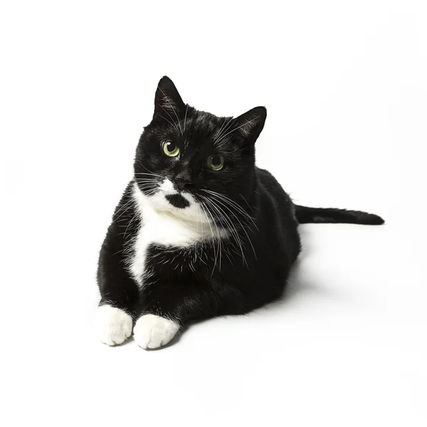 Cat isolated black exempted domestic cat pet kitty kitty meow looking whisker faithful — Stock Photo, Image