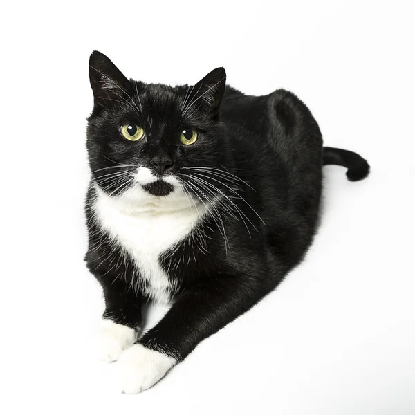 Gato aislado negro exento gato doméstico gato gato gatito meow buscando bigote fiel — Foto de Stock