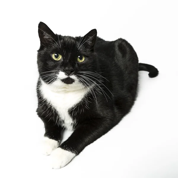 izole kedi siyah yerli kedi pet kitty kitty Miyav sadık bıyık aramaya muaf