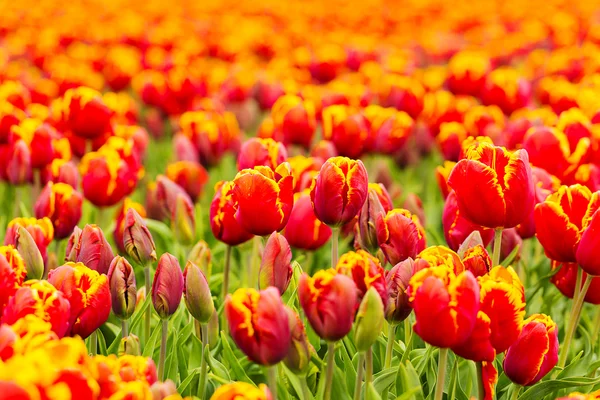 Tulipano campo germoglio olandese fiore San Valentino fiore giardinaggio amore est europa madre giovedi — Foto Stock