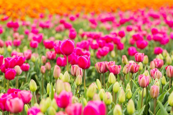 Tulipano campo germoglio olandese fiore San Valentino fiore giardinaggio amore est europa madre giovedi — Foto Stock