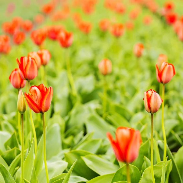 Tulipano campo germoglio olandese fiore San Valentino fiore giardinaggio amore est europa madri — Foto Stock