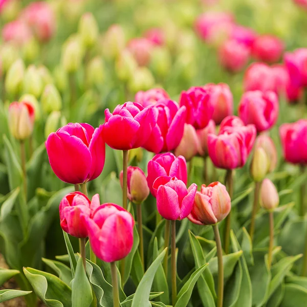 Tulipán pole bude Holandsko květina valentine květinové zahradnické láska východ Evropa matky — Stock fotografie