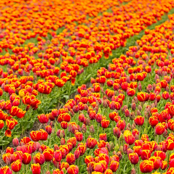 Tulipán pole bude Holandsko květina valentine květinové zahradnické láska východ Evropa matky — Stock fotografie