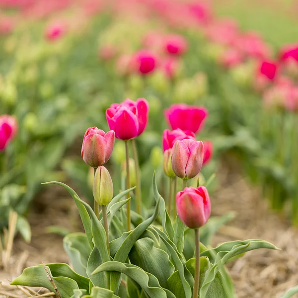 Tulipano campo germoglio olandese fiore San Valentino fiore giardinaggio amore est europa madri — Foto Stock