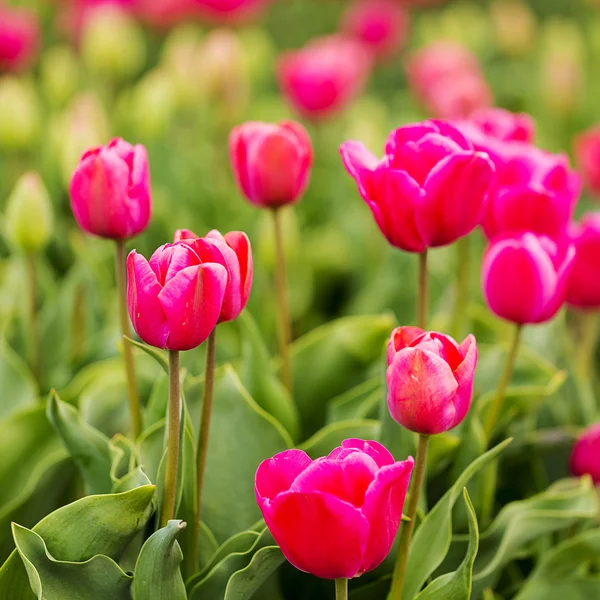 Tulpe Feld Knospe Holland Blume Valentine Blume Gartenarbeit Liebe Osteuropa Mütter — Stockfoto